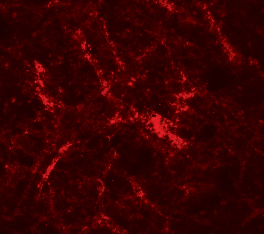 RUSC2 Antibody - BSA Free