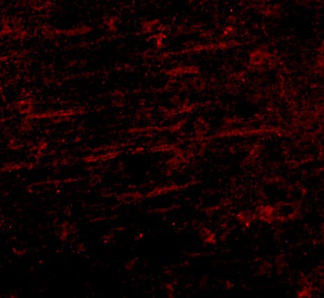 SCAMP4 Antibody - BSA Free