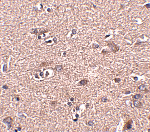 SCAMP4 Antibody - BSA Free