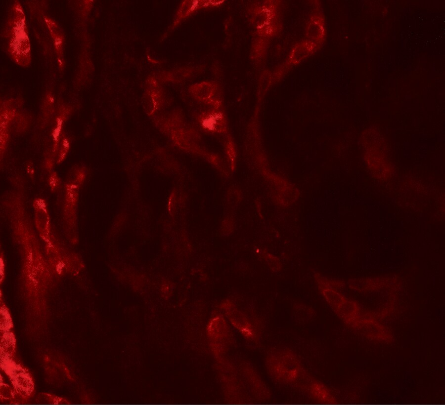 BCAR3 Antibody - BSA Free