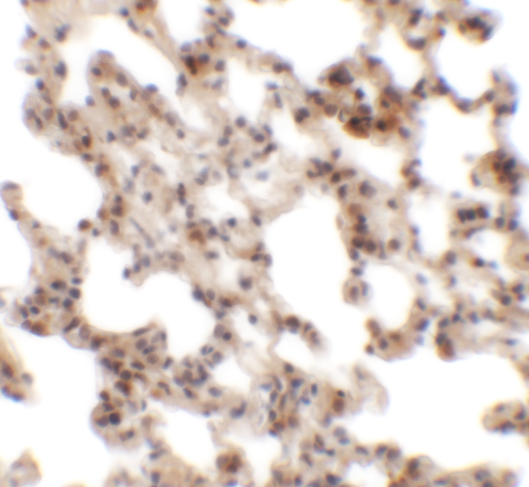 CORO7 Antibody - BSA Free