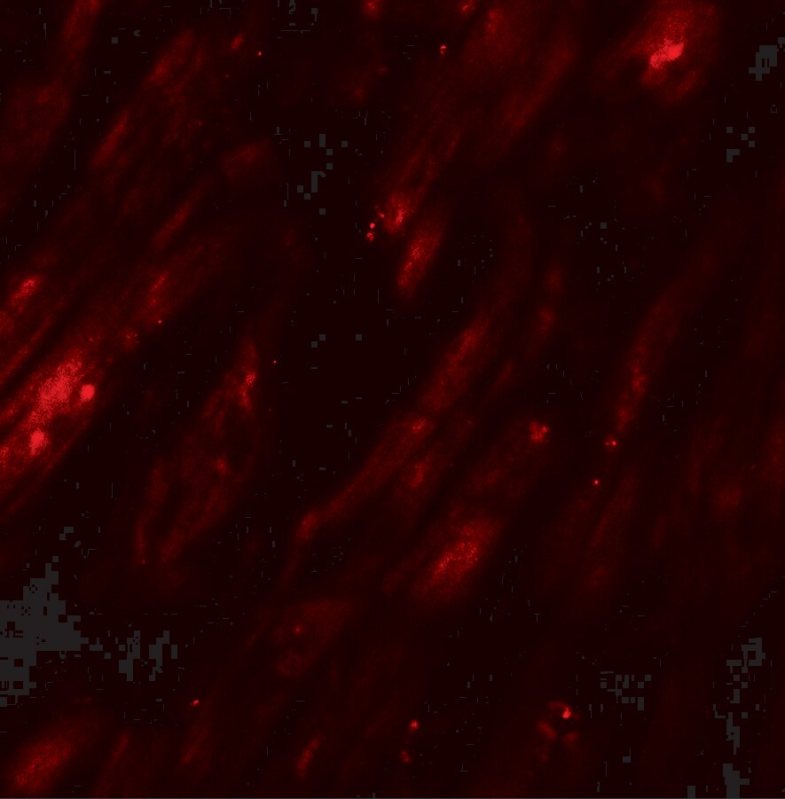 SELK Antibody - BSA Free