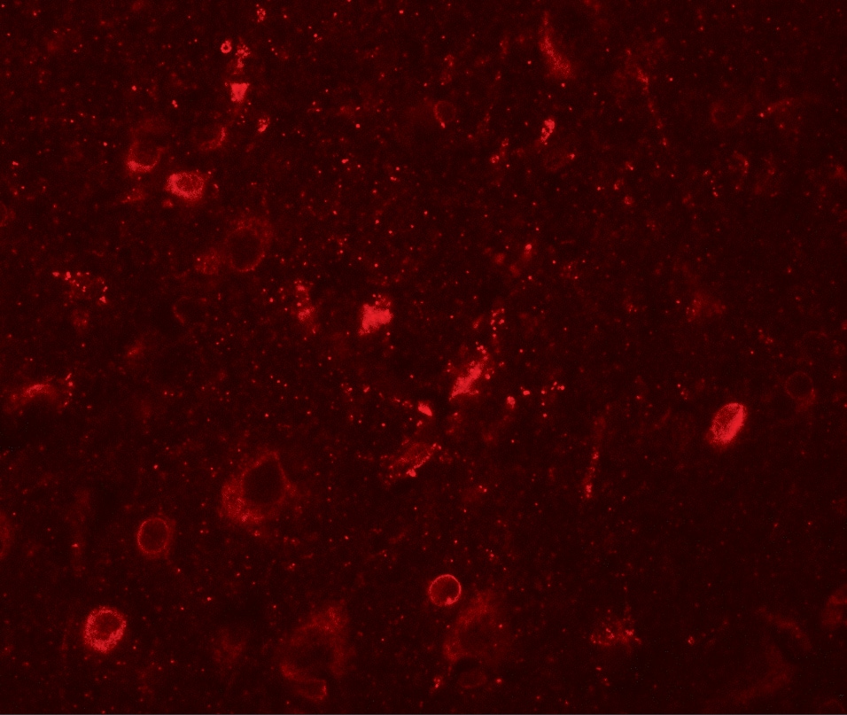 SGSM1 Antibody - BSA Free