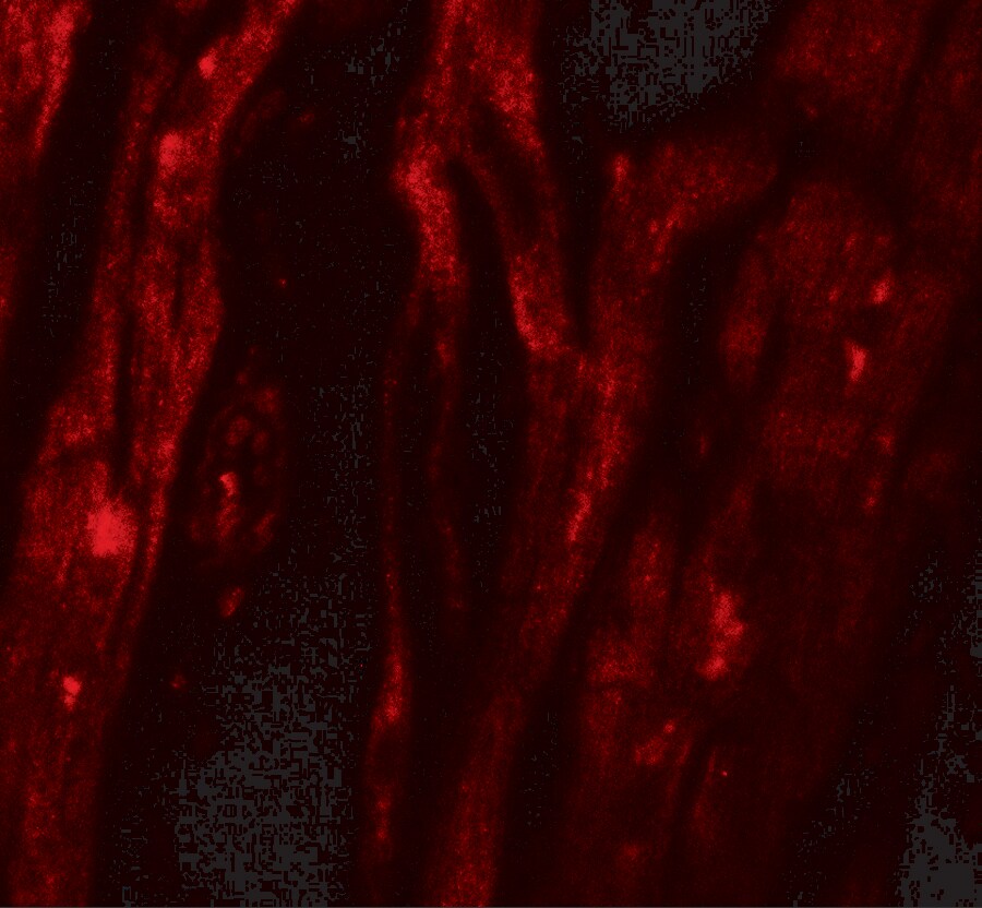 SHQ1 Antibody - BSA Free