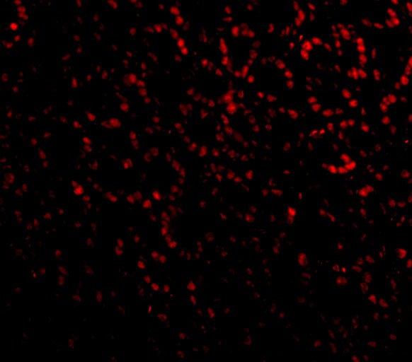 ANP32A Antibody - BSA Free