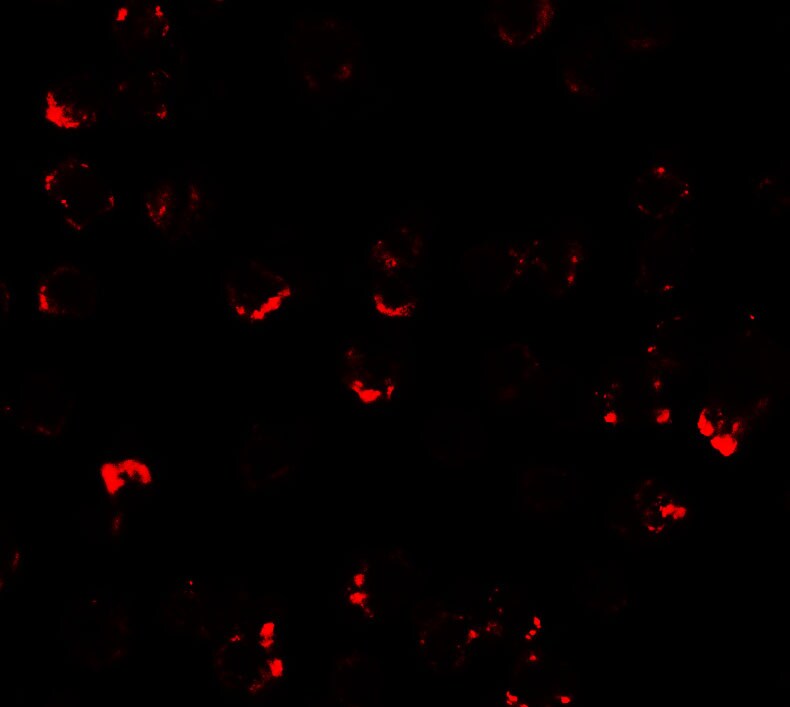 ASCIZ Antibody - BSA Free