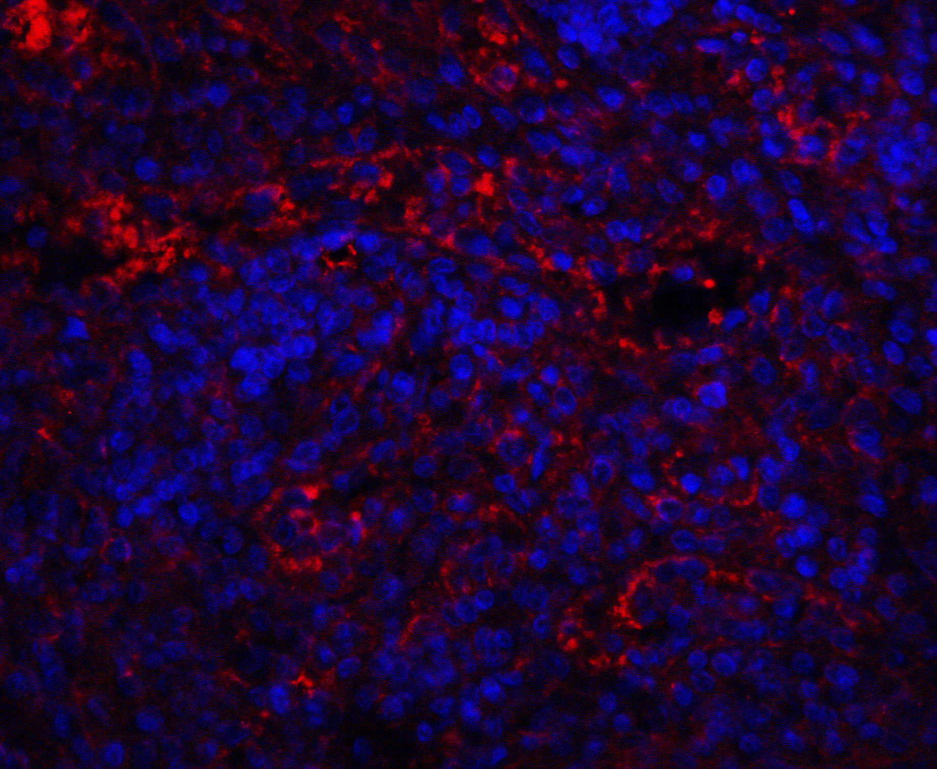QSOX1/Quiescin Q6 Antibody - BSA Free