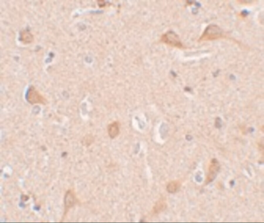 SIPA1L1 Antibody - BSA Free