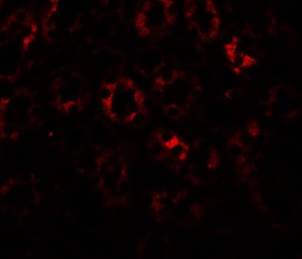SLC1A7 Antibody - BSA Free