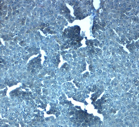 SLC38A4 Antibody - BSA Free