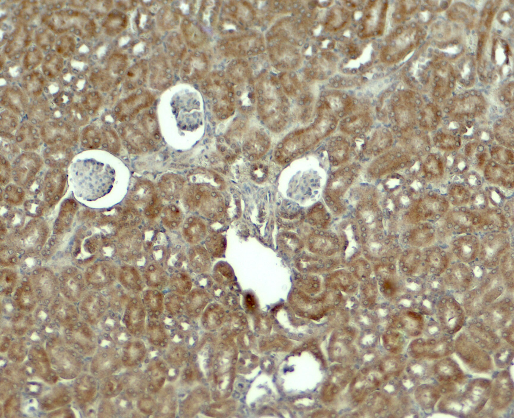 RhoG Antibody - BSA Free