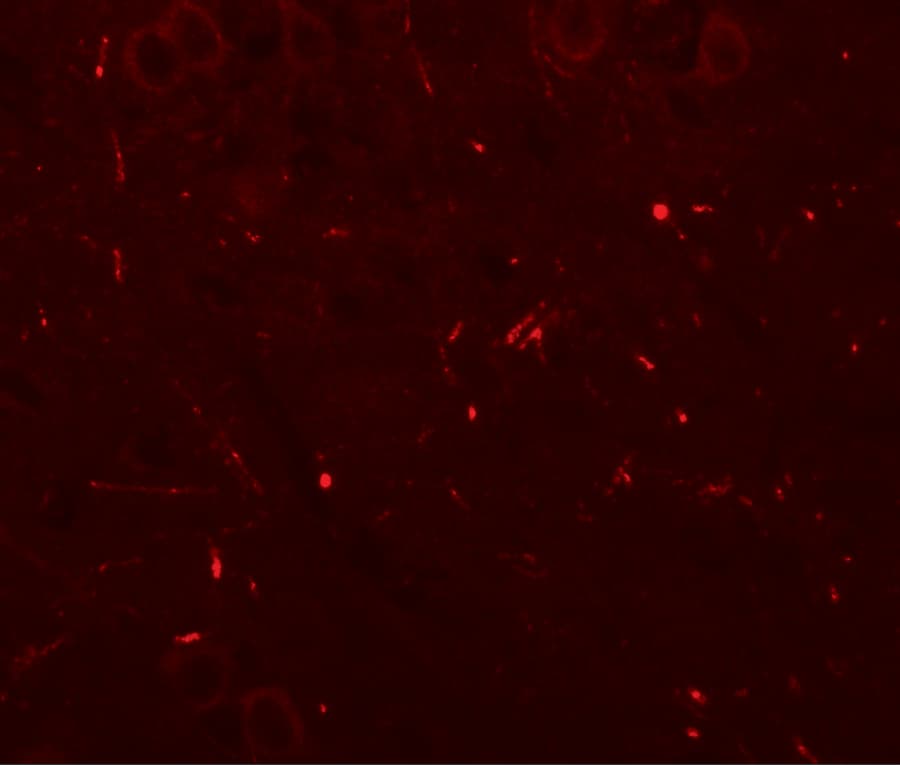 SEC62 Antibody - BSA Free