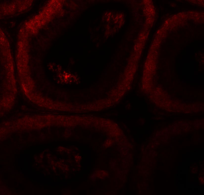 SPATA3 Antibody - BSA Free