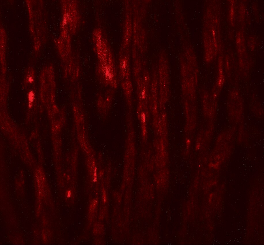 EED Antibody - BSA Free