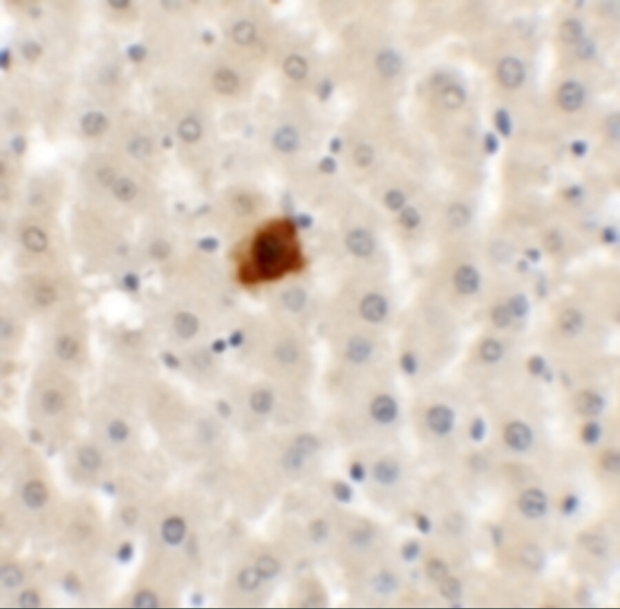 EI24 Antibody - BSA Free