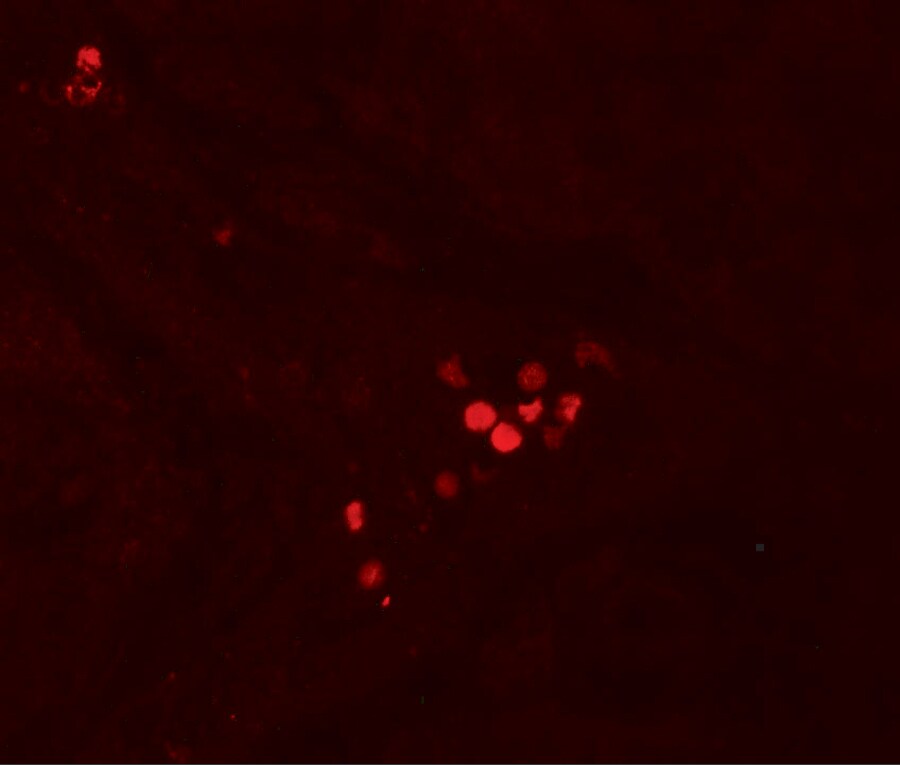 GBP5 Antibody - BSA Free