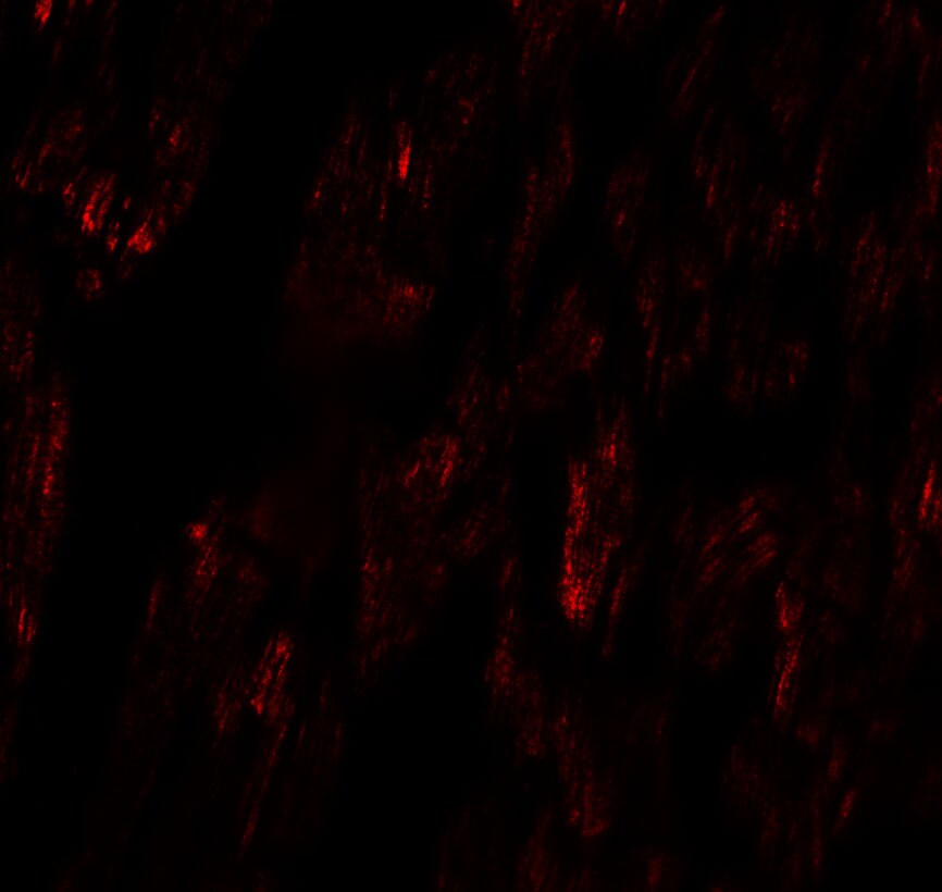 FCHO2 Antibody - BSA Free