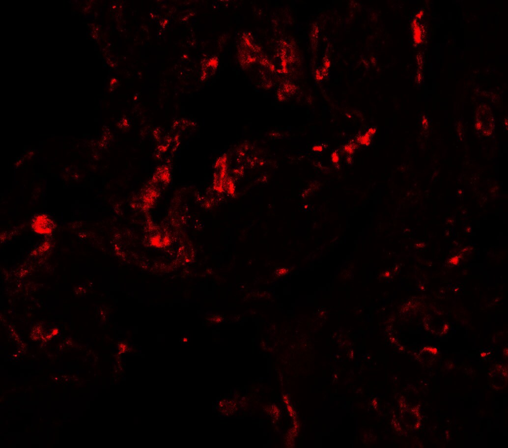 GDF-1 Antibody - BSA Free