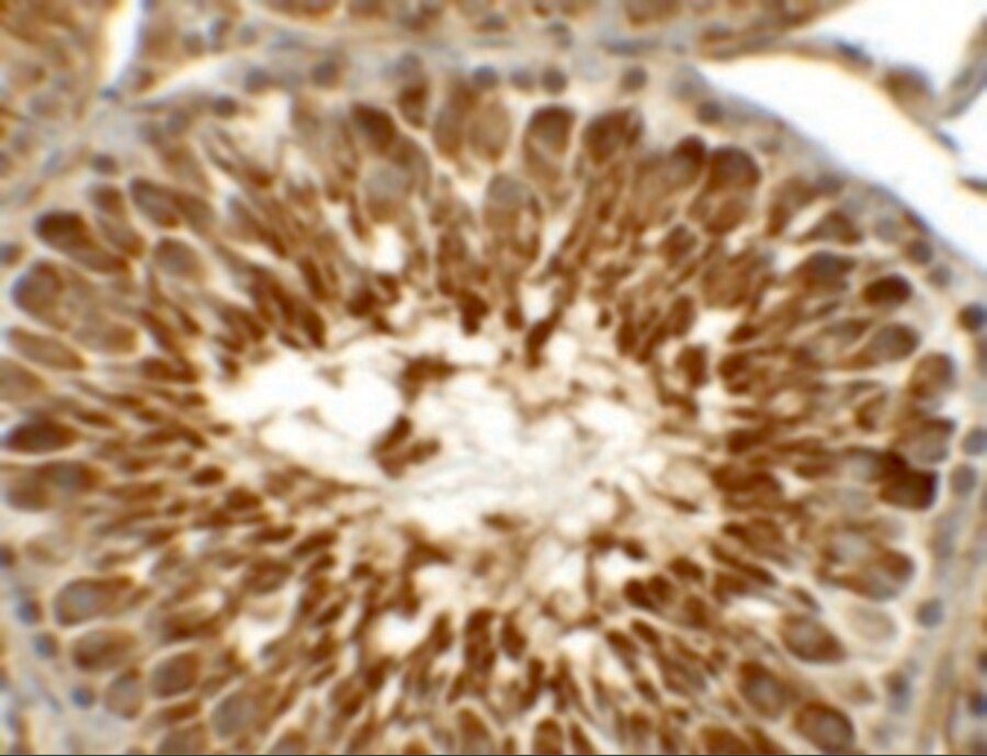TEKT5 Antibody - BSA Free