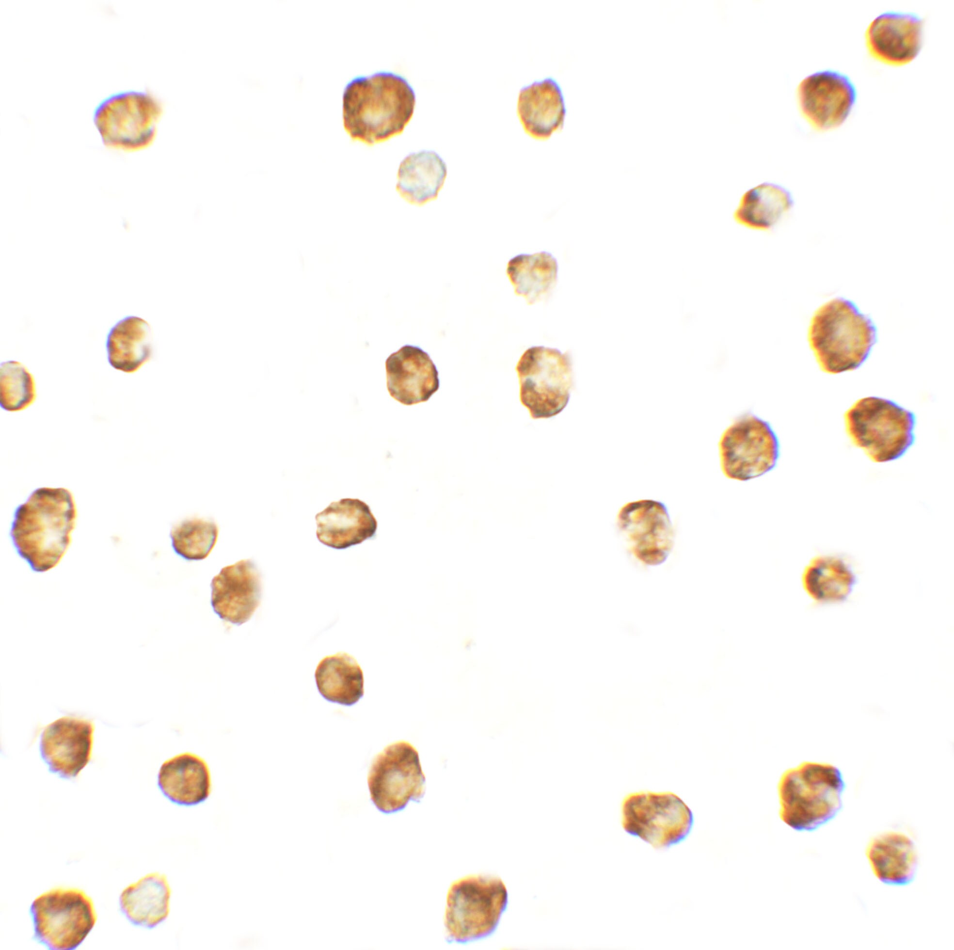 OASL Antibody - BSA Free