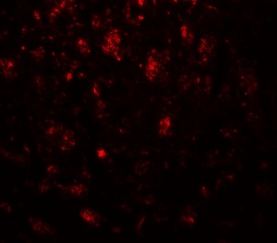 IGSF4B/SynCAM3/CADM3 Antibody - BSA Free
