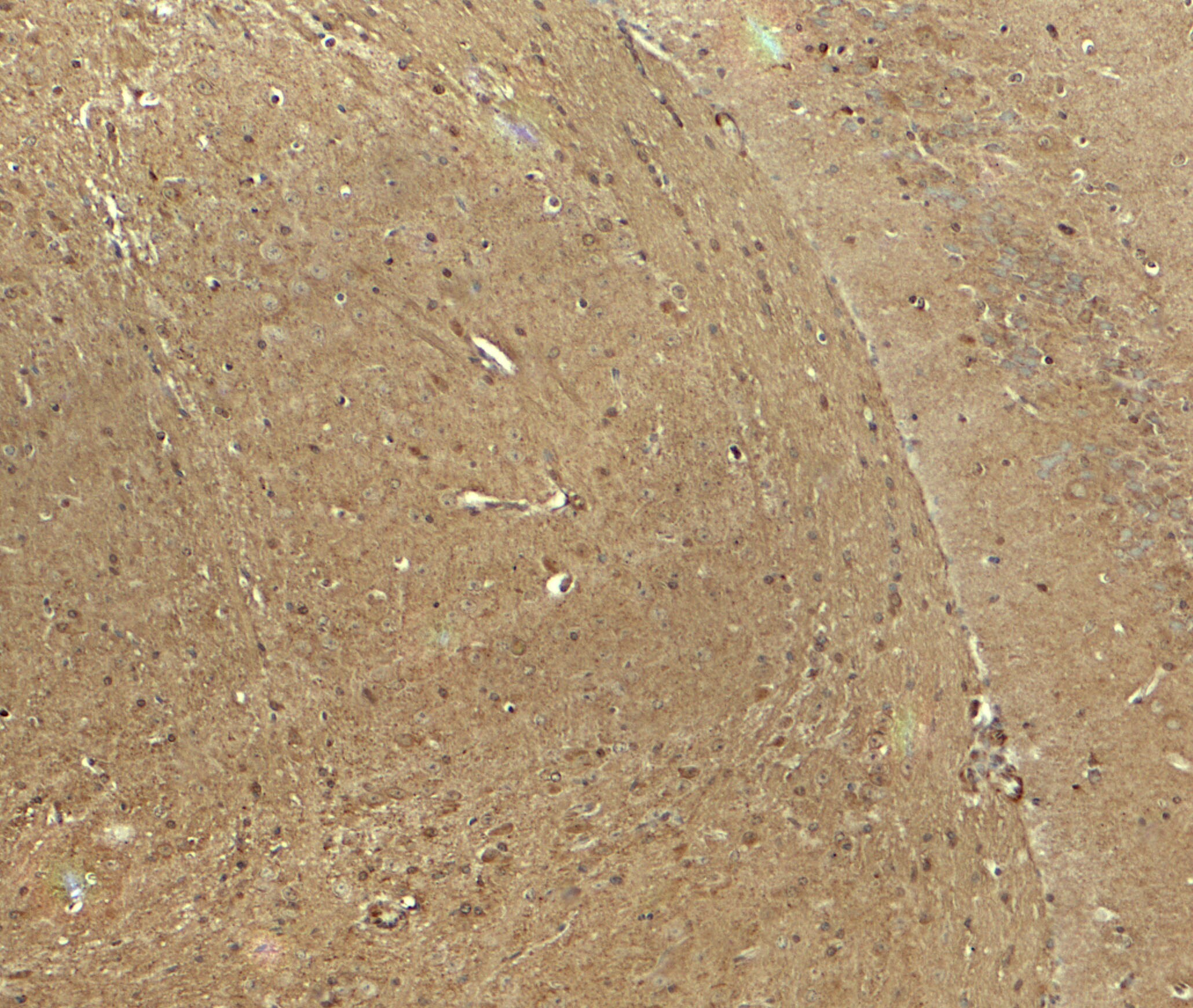 IGSF4B/SynCAM3/CADM3 Antibody - BSA Free