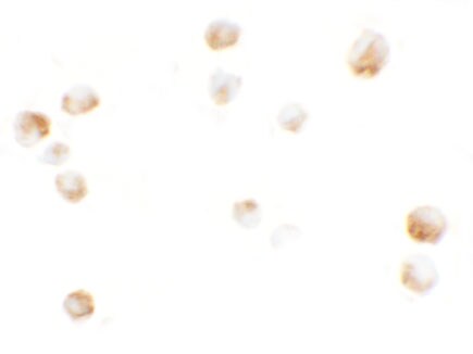 KPNA5 Antibody - BSA Free