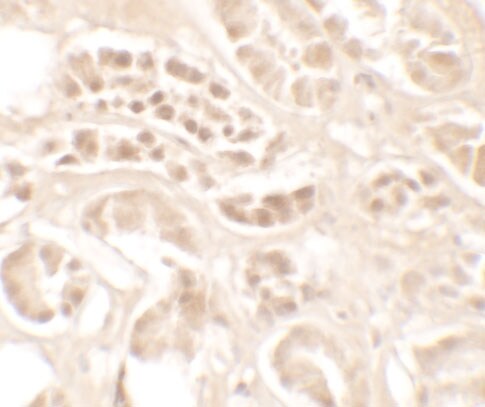 Kallikrein 4/Prostase/EMSP1 Antibody - BSA Free