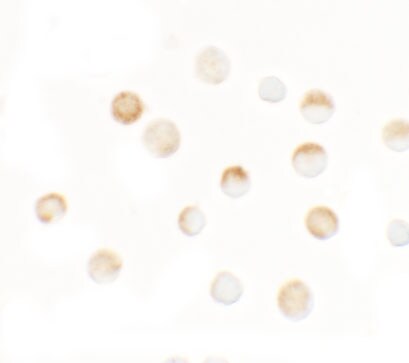SLC35D3 Antibody - BSA Free