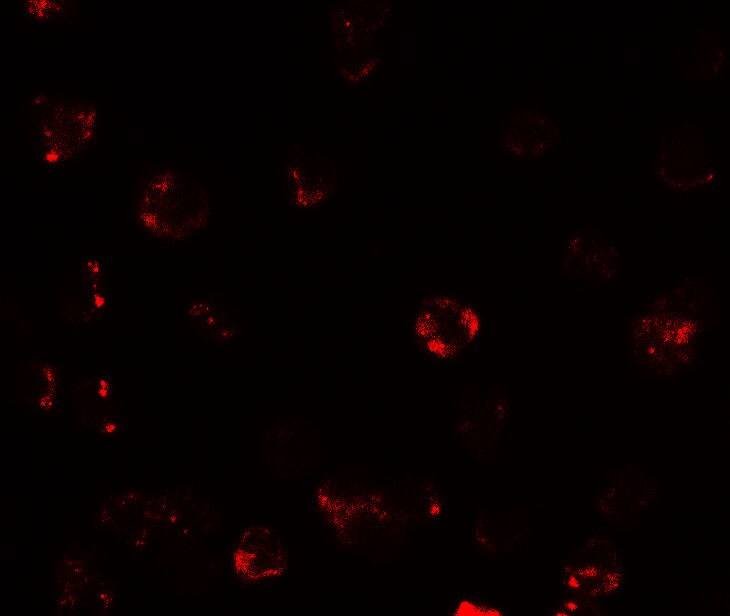 TESPA1 Antibody - BSA Free