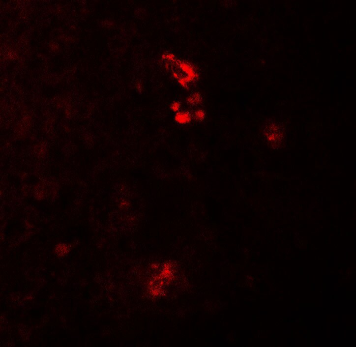 PRKCDBP Antibody - BSA Free