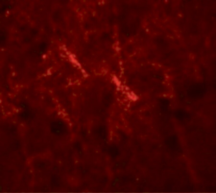 SIPA1 Antibody - BSA Free