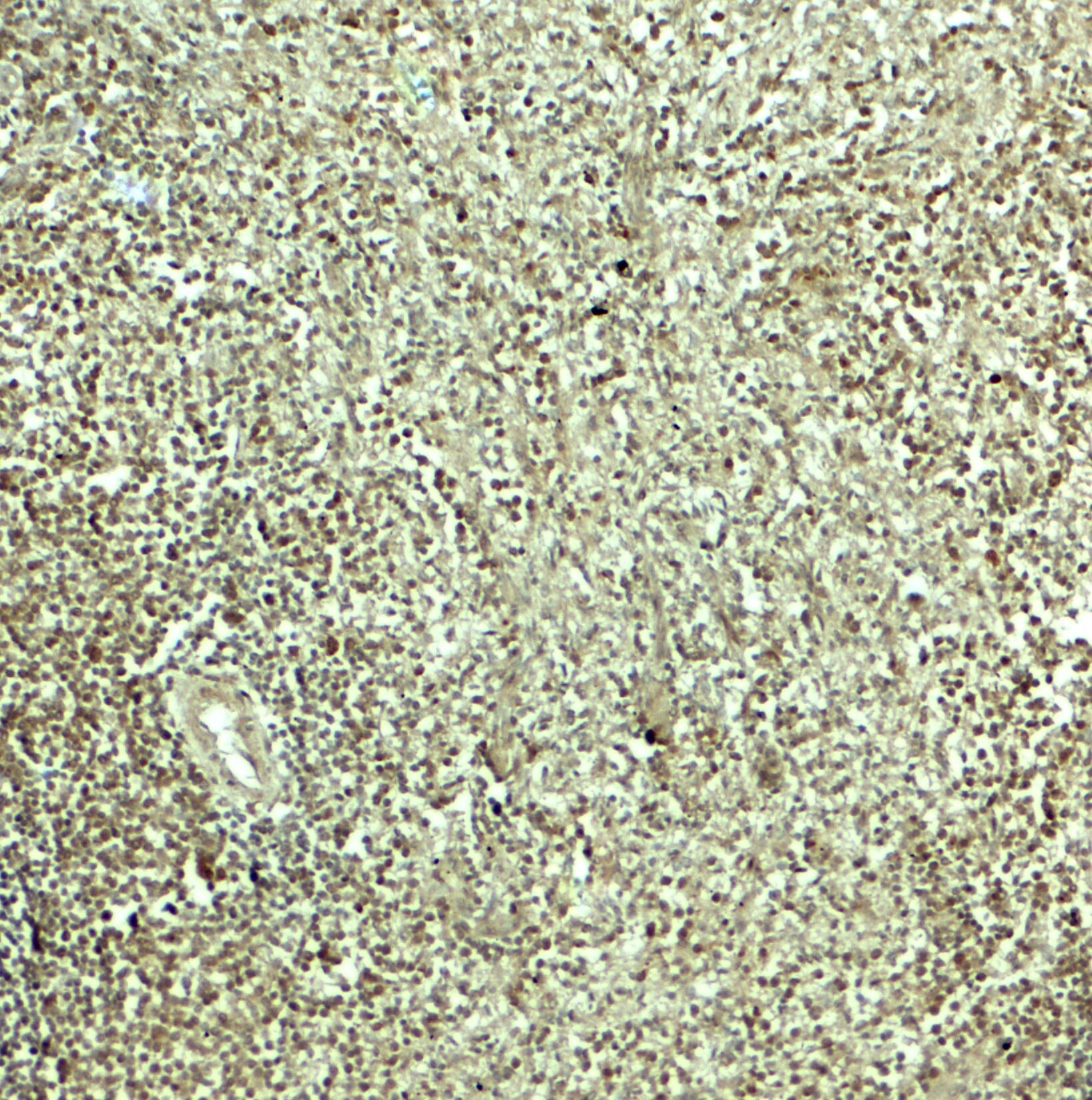 SNRPN Antibody - BSA Free