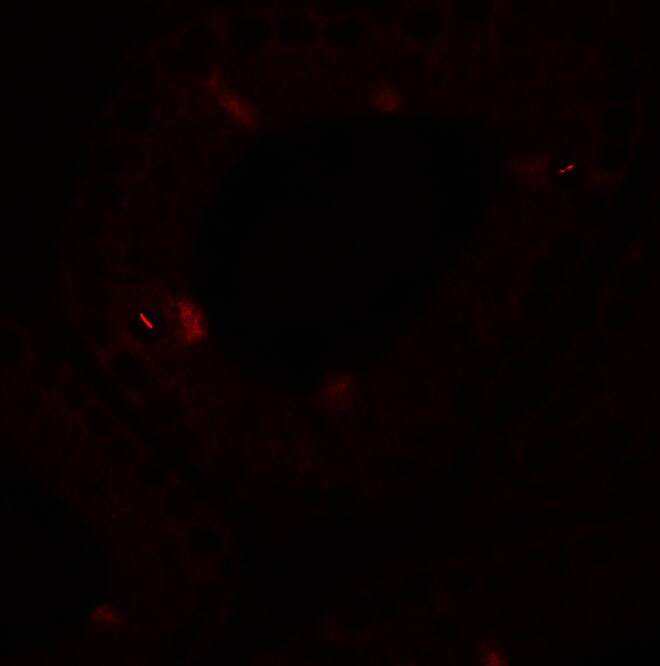 SPATA4 Antibody - BSA Free
