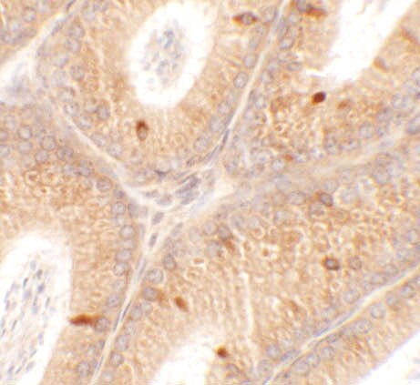 SPATA4 Antibody - BSA Free
