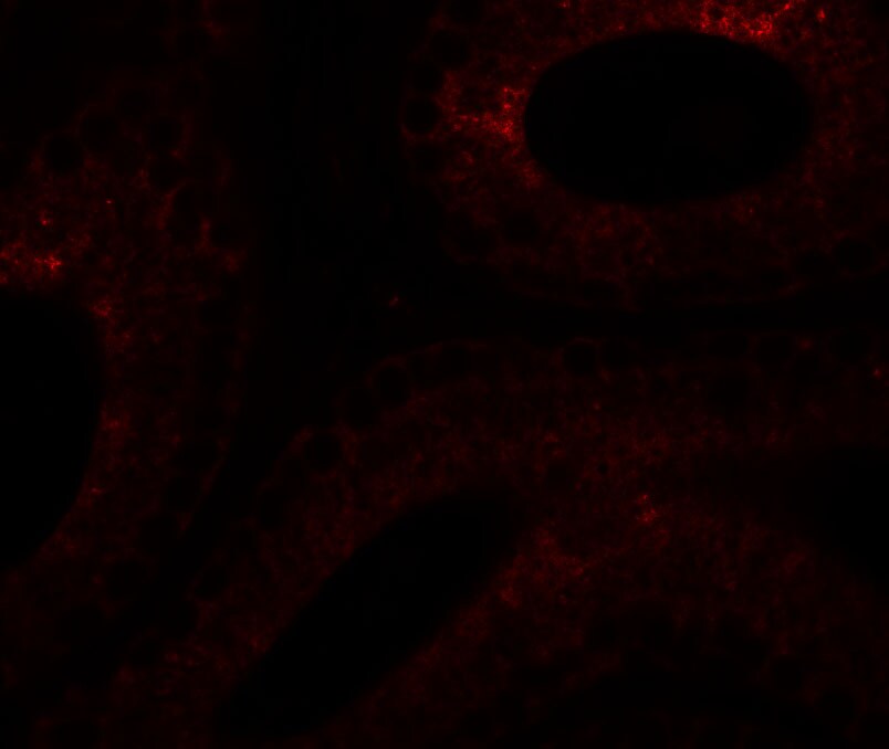 SPATA6 Antibody - BSA Free
