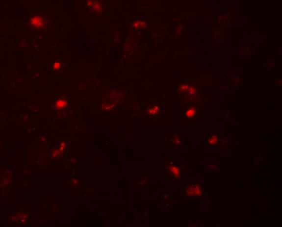 NALP6 Antibody - BSA Free