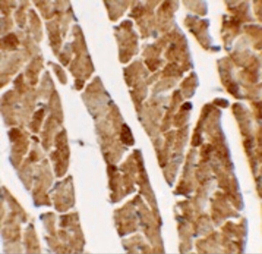 Transglutaminase 5 Antibody - BSA Free