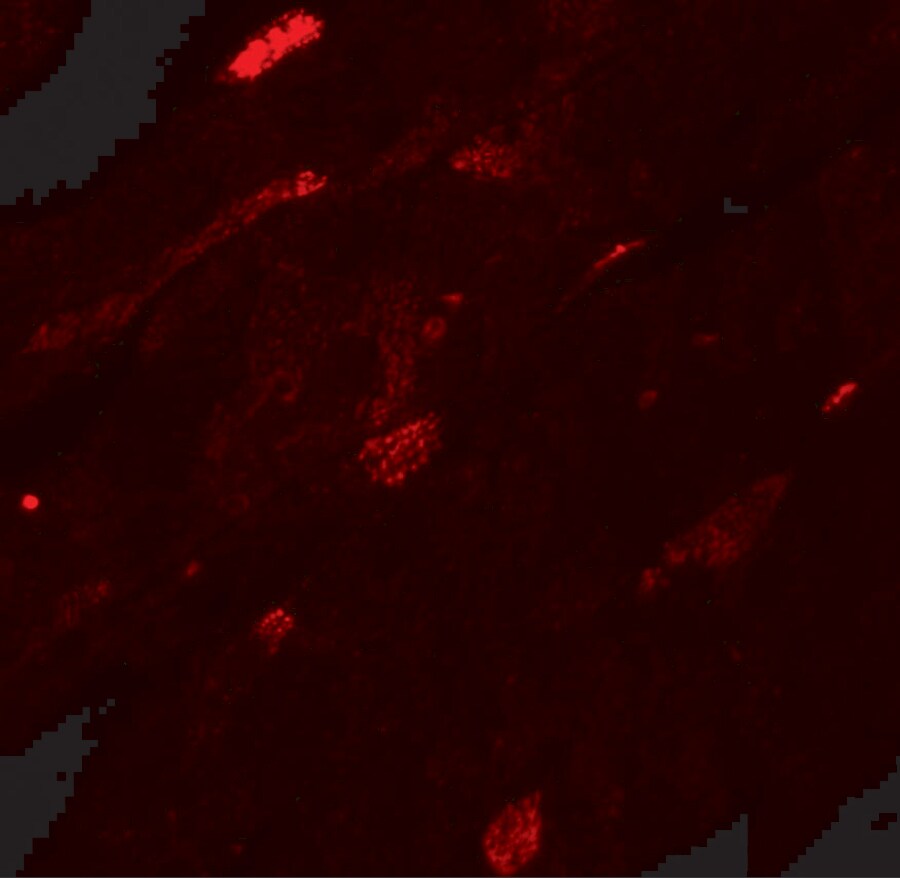 Transglutaminase 5 Antibody - BSA Free