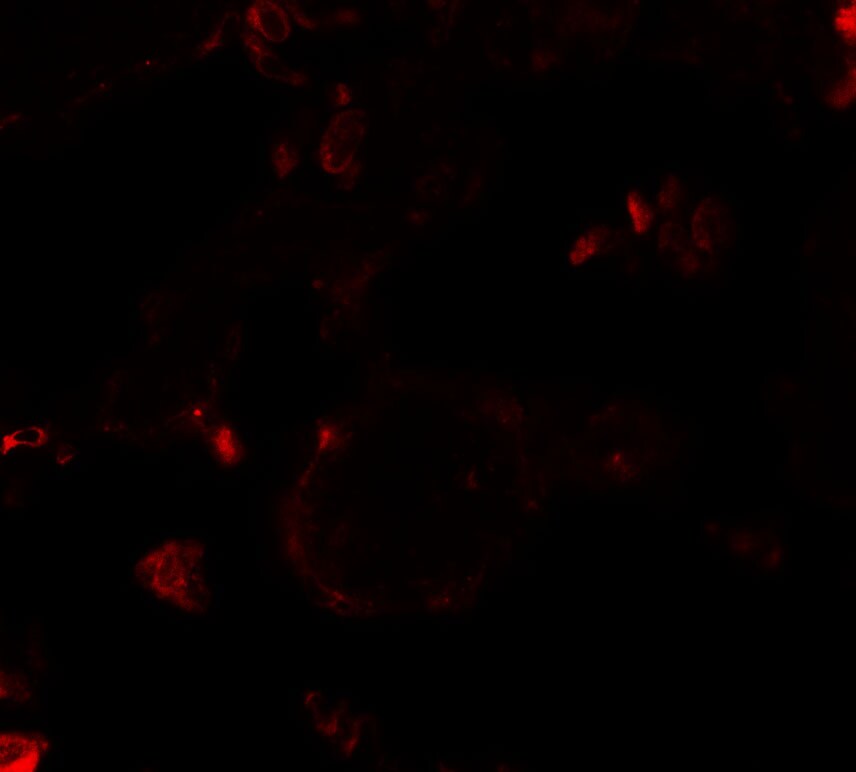 VKORC1 Antibody - BSA Free