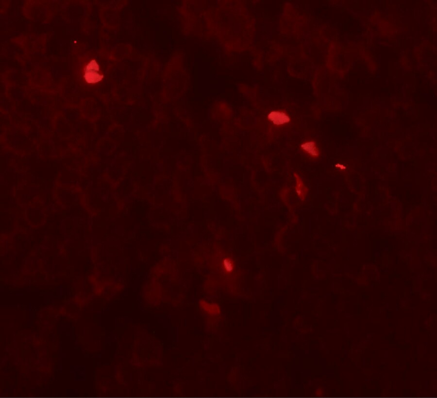TMEM107 Antibody - BSA Free