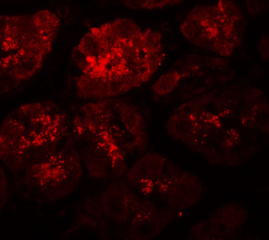 XKR8 Antibody - BSA Free
