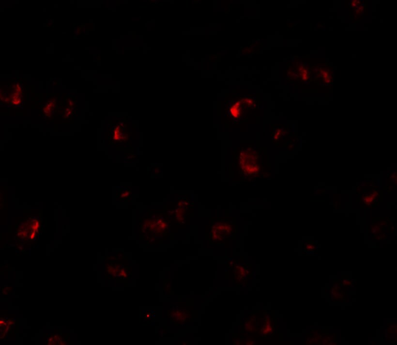 YPEL3 Antibody - BSA Free