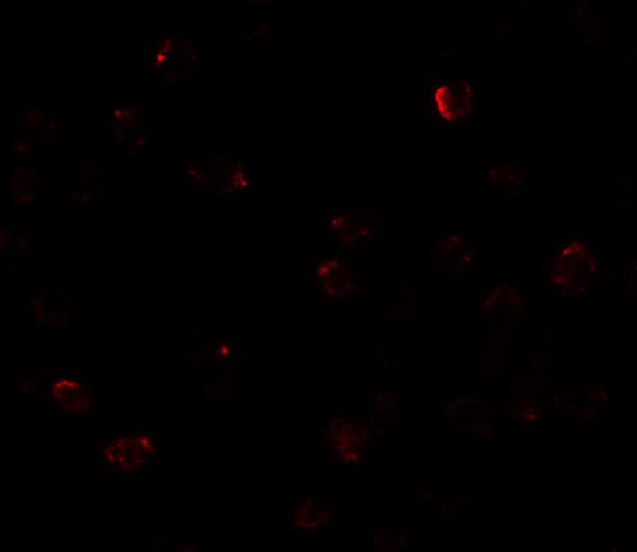 ZBTB40 Antibody - BSA Free