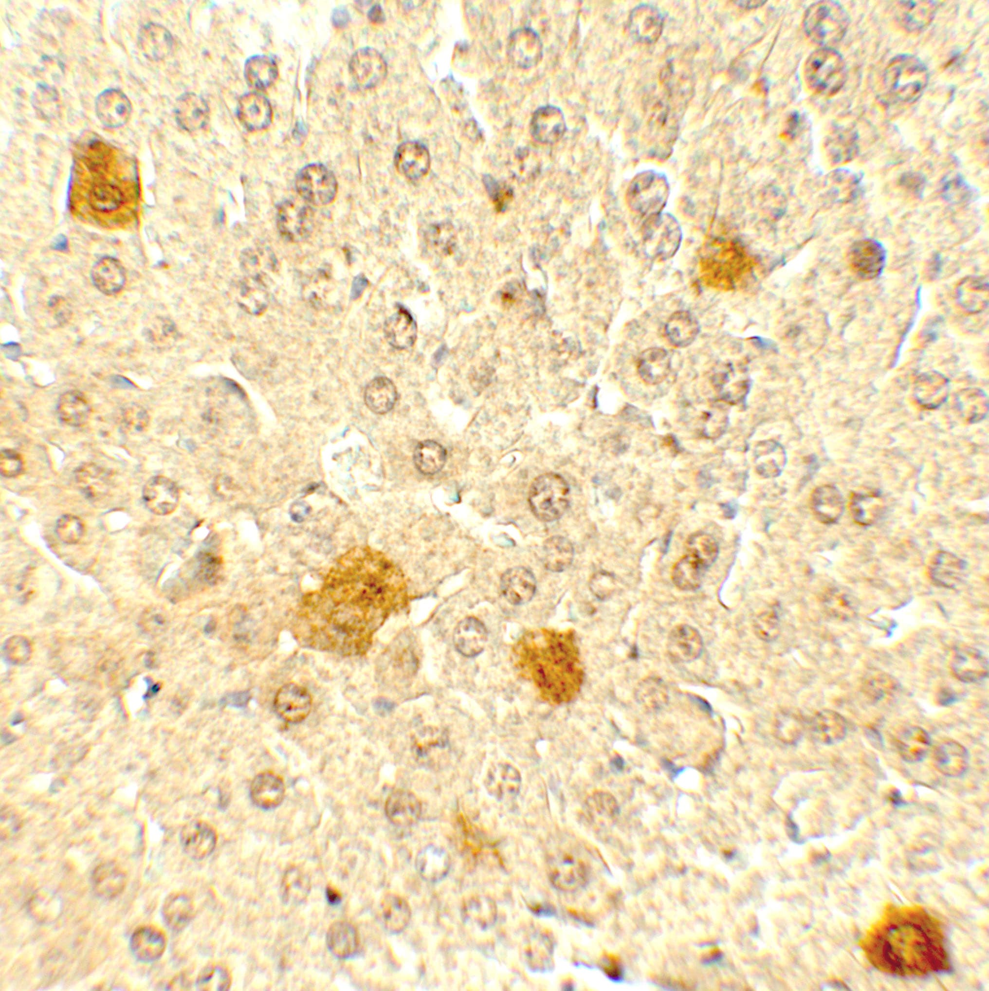 PDCL3 Antibody - BSA Free