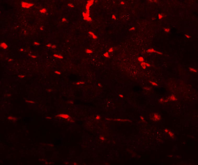 PDCL3 Antibody - BSA Free