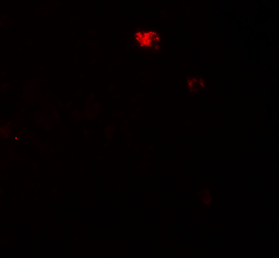 PPM1D Antibody - BSA Free