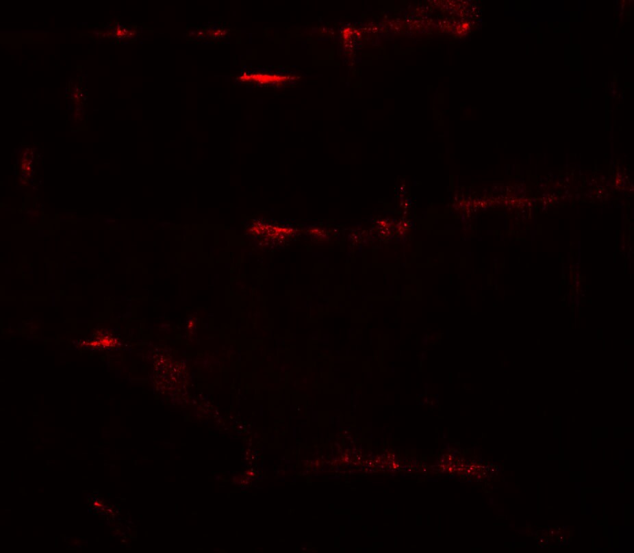 PRC1 Antibody - BSA Free