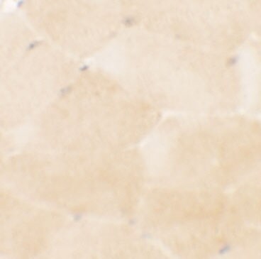 PRC1 Antibody - BSA Free