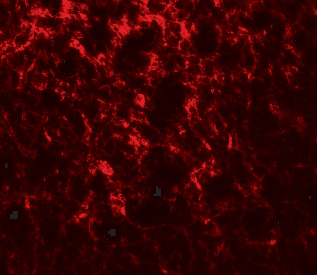 Adropin Antibody - BSA Free